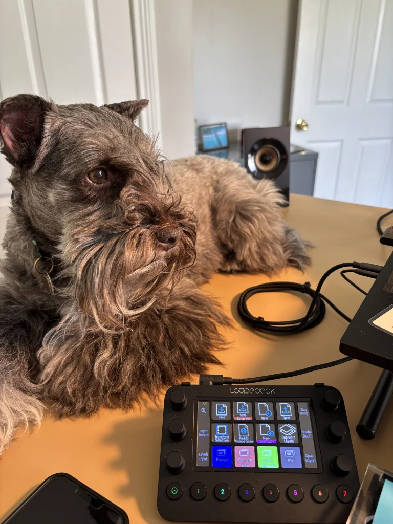 Turbo, the Turbo Designs miniature schnauzer, at the design desk